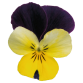 Viola Cornuta Admire "Lemon Purple Wing" - во саксија Ø9/Ø10